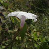 Ipomoea sagittifolia Burm.f.